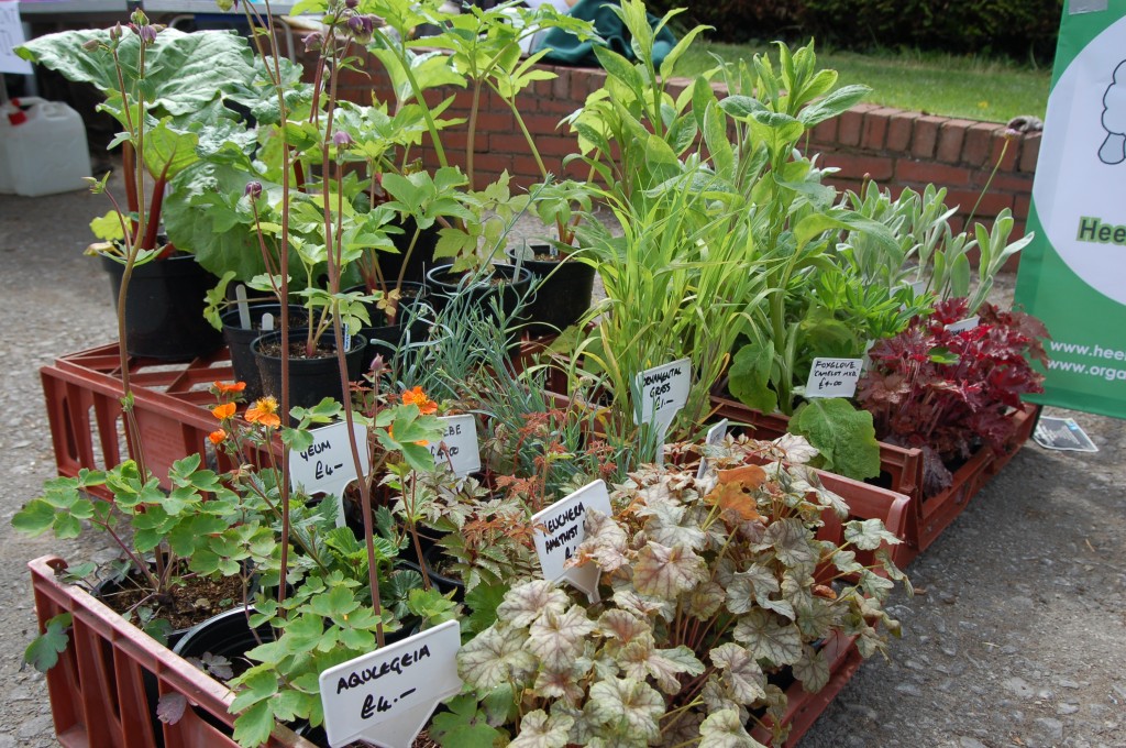 Herbs for sale Meersbrook Blog